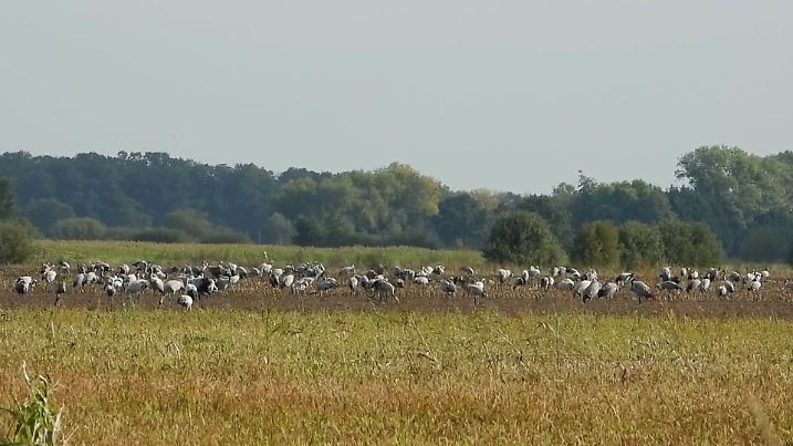 Zugvgel