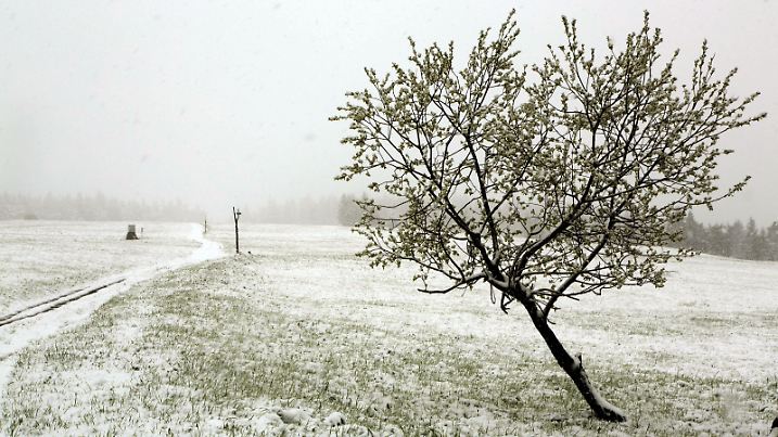 Ein für Ende Mai eher ungewöhnlicher Anblick - eine geschlossene Schneedecke liegt am 26.05.2013 bei Oberwiesenthal (Sachsen). In Teilen des Erzgebirges ist der Winter zurück. Foto: Bernd März/dpa | Verwendung weltweit