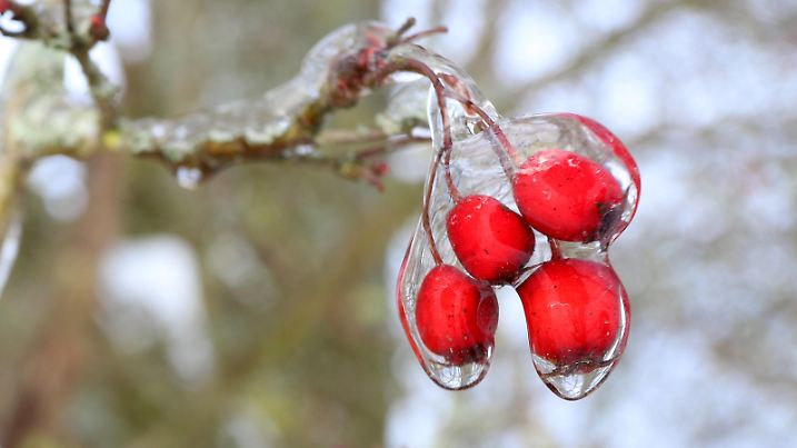 Eiszeit, Frostige Temperaturen, Dauerfrost im Siegerland, ein mit Eis ueberzogener Baum, Ast, Vogelbeeren in einem Wald bei Siegen Winter im Siegerland am 09.02.2021 in Siegen/Deutschland. *** Ice age, frosty temperatures, permafrost in Siegerland, a tree covered with ice, branch, rowan berries in a forest near Siegen winter in Siegerland on 09 02 2021 in Siegen Germany