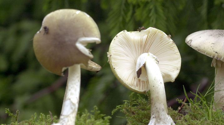 ARCHIV - Grüne Knollenblätterpilze stehen am 28.09.2001 im Rostocker Botanischen Garten. Die Zahl der Pilzvergiftungen ist in diesem Sommer extrem gestiegen. Die größte Gefahr geht laut Giftinformationszentrum Nord in Göttingen (Niedersachsen) vom Grünen Knollenblätterpilz aus. (zu dpa «Zahl der Pilz-Vergiftungen schnellt in die Höhe» vom 19.08.2017) Foto: Bernd Wüstneck/Zentralbild/dpa +++(c) dpa - Bildfunk+++