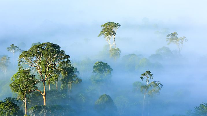 Am frühen Morgen liegt Nebel über dem Regenwald, Danum-Tal. Sabah, Malaysia
Die Verwendung des sendungsbezogenen Materials ist nur mit dem Hinweis und Verlinkung auf TVNOW gestattet.