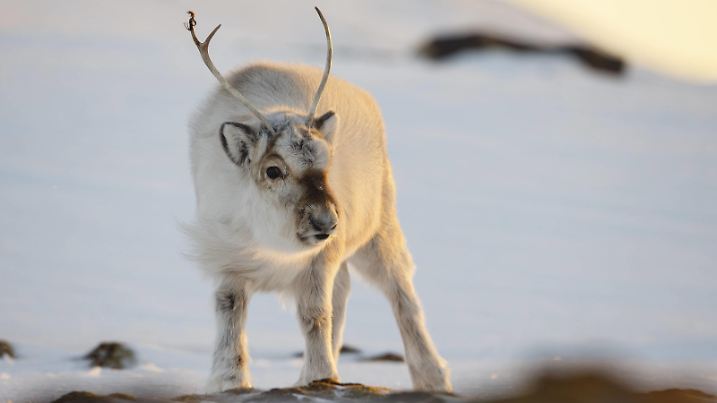 Svalbard reindeer (Rangifer tarandus platyrhynchus) in snow, Svalbard, Norway. April. PUBLICATIONxINxGERxSUIxAUTxONLY 1518072 EspenxBergersen