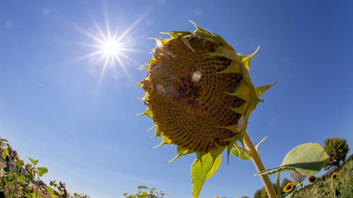 Hitzewelle in Deutschland Die Sonne scheint am 06.08.2018 über einer vertrockneten Sonnenblume auf einem Feld bei Bad Homburg., Bad Homburg Deutschland *** Heatwave in Germany The sun shines on 06.08.2018 over a withered sunflower on a field at Bad Homburg Bad Homburg Germany  