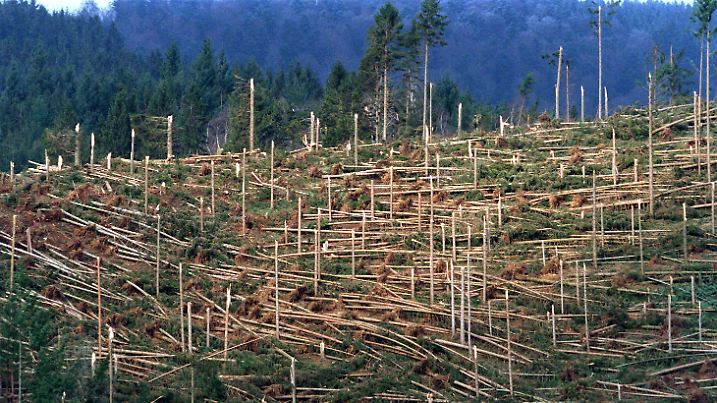 ARCHIV - 13.12.2000, Baden-Württemberg, Simonswald: Ein von Orkan «Lothar» zerstörtes Waldstück in Simonswald im Schwarzwald. Der Orkan vom 26. Dezember 1999 hinterließ allein in Baden-Württemberg rund 40 000 Hektar Kahlflächen. (zu dpa: «Orkan Lothar richtet vor 20 Jahren großen Schaden an») Foto: Rolf Haid/dpa +++ dpa-Bildfunk +++