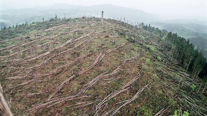 Hubschrauberbild vom Donnerstag, 4. Mai 2000, zeigt den Mooskopf bei Durbach im Schwarzwald, der nach dem Orkan Lothar vom Dezember 1999 fast kahl ist.