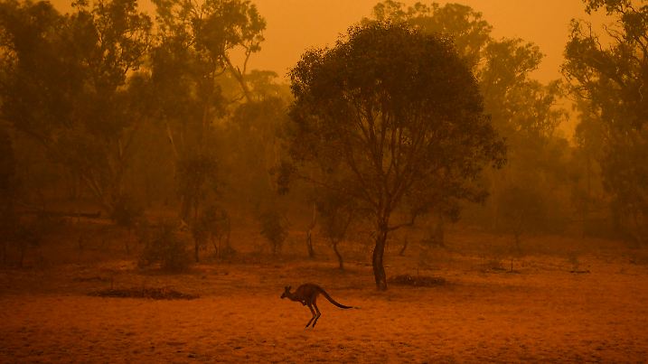 05.01.2020, Australien, Canberra: Ein Känguru hüpft am frühen Morgen durch das Buschland inmitten von Rauchschwaden, die von den verheerenden Buschbränden verursacht wurden. Foto: Lukas Coch/AAP/dpa +++ dpa-Bildfunk +++