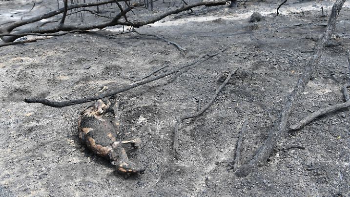 BUSHFIRES VIC, A dead Kangaroo is seen in Sarsfield, East Gippsland, Victoria, Tuesday, December 31, 2019. Australia s military will provide support for the response to Victoria s bushfires, as four people remain missing in the blazes. ACHTUNG: NUR REDAKTIONELLE NUTZUNG, KEINE ARCHIVIERUNG UND KEINE BUCHNUTZUNG MELBOURNE VIC AUSTRALIA PUBLICATIONxINxGERxSUIxAUTxONLY Copyright: xJAMESxROSSx 20191231001439830249