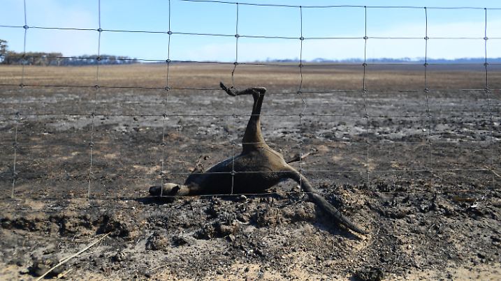 dpatopbilder - 06.01.2020, Australien, Kangaroo Island: Ein totes Känguru hängt nach den Buschfeuern in einem Zaun fest. Hunderte Millionen Tiere sind nach vorsichtigen Schätzungen von Wissenschaftlern allein im Bundesstaat New South Wales bei den Buschbränden an der Südostküste getötet worden. (zu dpa-Korr "Kängurus und Koalas im Rauch - Brände zerstören australische Tierwelt") Foto: David Mariuz/AAP/dpa +++ dpa-Bildfunk +++