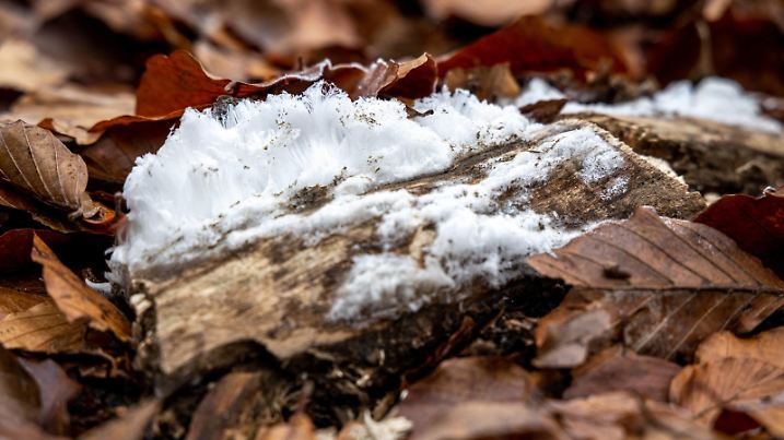 01.12.2019, Schmitten (Hessen): Haareis an Totholz im Wald am Großen Feldberg. Haareis ist selten und entsteht nur bei bestimmten Bedingungen. | Verwendung weltweit