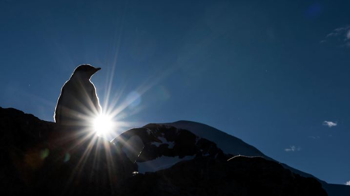 Gentoo Penguin chick on rock silhouetted at dawn. PUBLICATIONxINxGERxSUIxAUTxONLY Copyright: MaryxEvansxxRenatoxGranieri 11672020