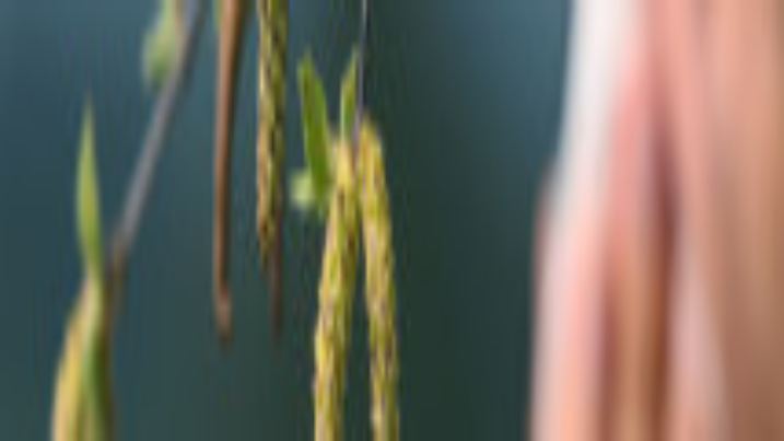 ARCHIV - Eine Frau schneuzt bei Oy-Mittelberg im Allgäu hinter einer Birkenblüte in ein Taschentuch (Archivfoto vom 08.05.2006). Obwohl der Frühling noch nicht richtig da ist, sind die Allergiker schon pollengeplagt. Allerdings habe die Belastung dieses Jahr nicht sonderlich früh angefangen, so der Deutschen Wetterdienst (DWD) in Freiburg. Foto: Karl-Josef Hildenbrand dpa/lsw (zu lsw-Meldung: "Hasel- und Erlenpollen unterwegs, in drei Wochen kommen die Birkenpollen" vom 14.03.2009)   +++(c) dpa - Bildfunk+++