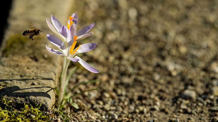 29.01.2018, Bayern, München: Eine Biene landet im Botanischen Garten an einem Krokus, der an einem Kantstein gewachsen ist. Foto: Lino Mirgeler/dpa +++ dpa-Bildfunk +++