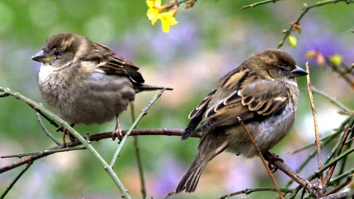 Zwei Spatzen sitzen aufgeplustert auf den Zweigen eines noch spärlich blühenden Ginsterstrauchs, aufgenommen am 13.3.2002 in Dresden. Frühlingsgefühle mochten sich bei dem nass-kaltem Wetter noch nicht recht einstellen. In einer Woche ist Frühlingsanfang. | Verwendung weltweit