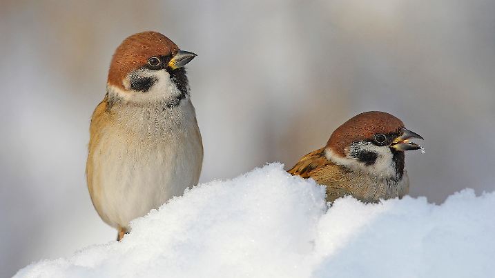 Feldsperling, Feld-Sperling, Feldspatz, Feld-Spatz (Passer montanus), zwei Feldsperlinge im Schnee, Deutschland | Eurasian tree sparrow (Passer montanus), two tree sparrows in the snow, Germany | Verwendung weltweit