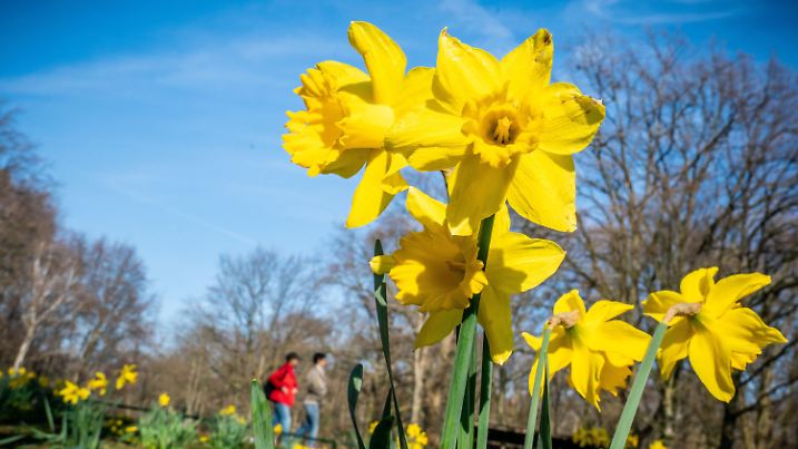 17.03.2020, Berlin: Passanten gehen im Tiergarten Park an blühenden Osterglocken vorbei. Die Corona-Krise treibt zahlreiche Spaziergänger in die Parks und an die Frische Luft. Foto: Michael Kappeler/dpa +++ dpa-Bildfunk +++