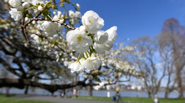 17.03.2020, Nordrhein-Westfalen, Köln: Ein Baum blüht in der Sonne am Rheinpark bei frühlingshaften Temperaturen. Foto: Roberto Pfeil/dpa +++ dpa-Bildfunk +++