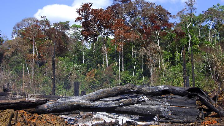 Brandrodung im Amazonas-Regenwald, Brasilien, Amazonasgebiet slash and burn cultivation in the Amazon rain forest, Brazil, Amazon region BLWS355394

Burning in Amazon Rain forest Brazil Amazon Slash and Burn Cultivation in The Amazon Rain Forest Brazil Amazon Region