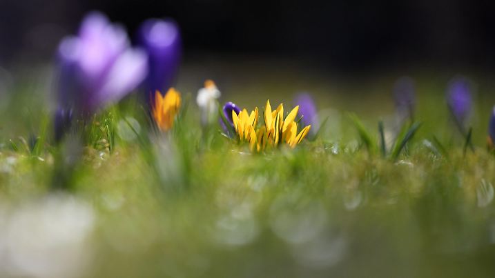 23.03.2020, Bayern, Garmisch-Partenkirchen: Krokusse blühen im Michael-Ende-Kurpark. Foto: Angelika Warmuth/dpa +++ dpa-Bildfunk +++