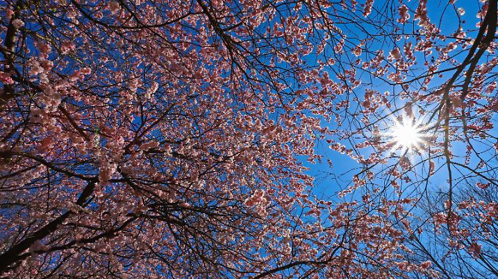 Ein wunderschoener Tag mit blauem Himmel bei traumhaftem Wetter, Baumbluete, Kirschbluete die Sonne scheint durch die Baeume am Wellersberg in Siegen Fruehlingsboten im Siegerland am 24.03.2020 in Siegen/Deutschland. *** A beautiful day with blue sky and fantastic weather, tree blossom, cherry blossom the sun shines through the trees at the Wellersberg in Siegen Fruehlingsboten in the Siegerland on 24 03 2020 in Siegen Germany