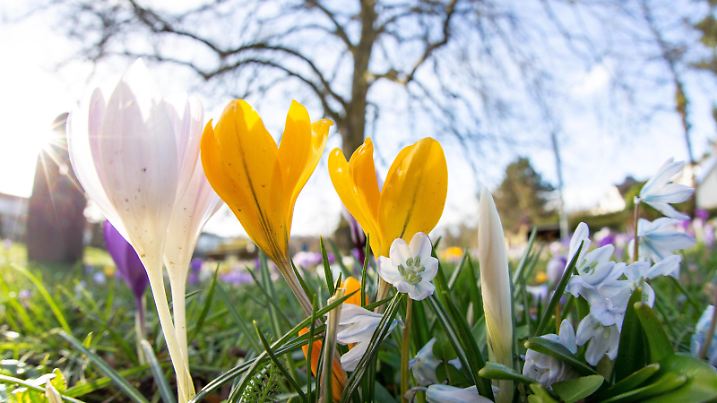  Frühlingsanfang in Deutschland 01.03.2020, Oberursel Hessen: Krokusse blühen bei Sonnenschein auf einer Wiese. Am 1. März ist meteorologischer Frühlingsbeginn., Oberursel Deutschland *** Beginning of spring in Germany 01 03 2020, Oberursel Hessen Crocuses bloom in sunshine on a meadow On 1 March is the meteorological beginning of spring, Oberursel Germany