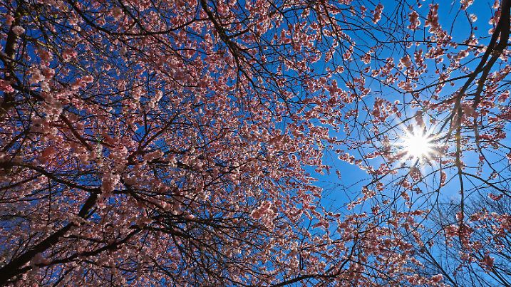  Ein wunderschoener Tag mit blauem Himmel bei traumhaftem Wetter, Baumbluete, Kirschbluete die Sonne scheint durch die Baeume am Wellersberg in Siegen Fruehlingsboten im Siegerland am 24.03.2020 in Siegen/Deutschland. *** A beautiful day with blue sky and fantastic weather, tree blossom, cherry blossom the sun shines through the trees at the Wellersberg in Siegen Fruehlingsboten in the Siegerland on 24 03 2020 in Siegen Germany