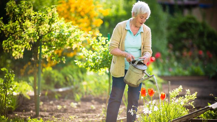  Senior woman doing some gardening in her lovely garden - watering the plants ,model released, Symbolfoto PUBLICATIONxINxGERxSUIxAUTxONLY Copyright: xLightpoetx Panthermedia24137418