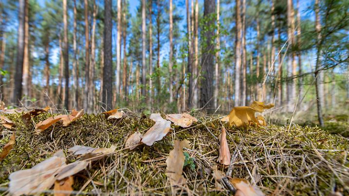 ARCHIV - 25.04.2019, Brandenburg, Melchow: Trockene Rinde und Kiefernnadeln liegen auf dem Boden in einem Kiefernwald bei Eberswalde. Der Klimawandel wirkt sich deutlich auf die Wälder in Deutschland aus. Wegen anhaltender Dürren in den Wachstumsphasen fallen den Bäumen in vielen Regionen Blätter und Nadeln aus, wie aus dem aktuellen Waldzustandsbericht der Bundesregierung hervorgeht. Foto: Monika Skolimowska/dpa-Zentralbild/dpa +++ dpa-Bildfunk +++