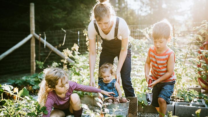 A mother and her children dig fresh potatoes from their garden on a warm late summer morning at their home.  Shot in Washington state.