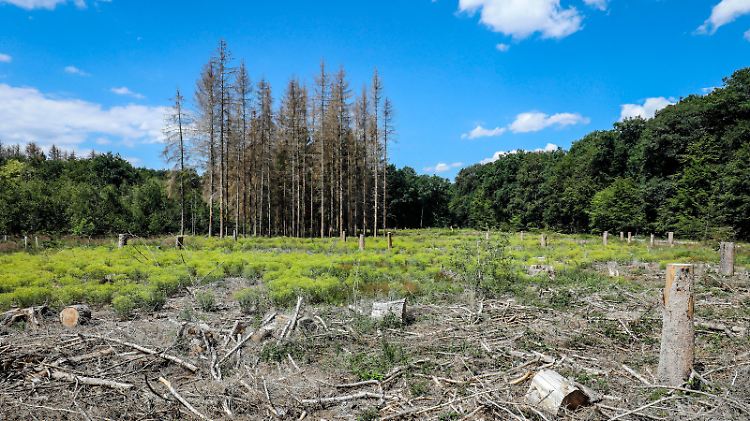  Bonn, Nordrhein-Westfalen, Deutschland - Waldsterben im Kottenforst, Trockenheit und Borkenkäfer schädigen die Fichtenbäume im Nadelwald. Bonn Nordrhein-Westfalen Deutschland *** Bonn, North Rhine-Westphalia, Germany Dying forest in the Kottenforst, drought and bark beetles damage the spruce trees in the coniferous forest Bonn North Rhine-Westphalia Germany