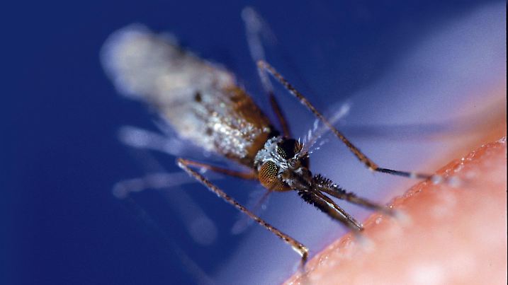 Ein Weibchen der Anopheles-Mücke bohrt ihren feinen Stechrüssel tief in die Haut ihres menschlichen Opfers und saugt sich mit Blut bis zum Vierfachen des eigenen Gewichts voll (undatierte Aufnahme). Für etwa eine Million Menschen ist das feine Sirren des Insekts jedes Jahr der Klang des Todes. Mit ihrem Speichel spritzt die Mücke oft einen Einzeller in die Adern des Menschen - Plasmodium falciparum, den Erreger der Malaria. Jetzt haben Forscher das Erbgut von Mücke und Erreger identifiziert. dpa (zu dpa-Korr. "Die Malaria ist entziffert - schnelle Hilfe aber nicht in Sicht" am 02.10.2002) Veröffentlichung nur im Zusammenhang mit dem Bericht in den Zeitschriften "Nature & Science" und Fotohinweis "Nature & Science" - Sperrfrist 02. Oktober 2002 20.00 Uhr)