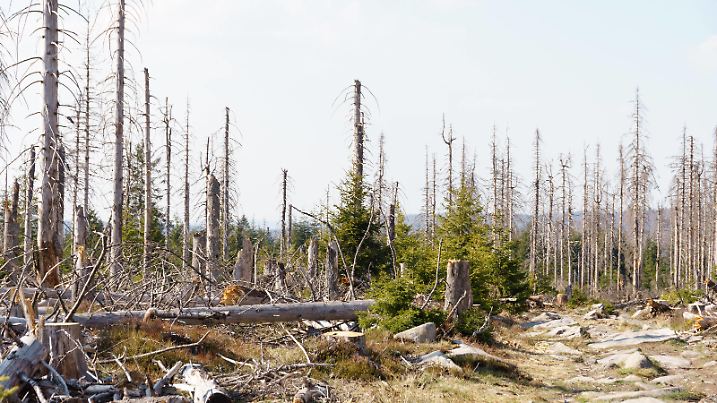 News Bilder des Tages Waldsterben im Harz 24.04.2020, Torfhaus Hessen: Abgestorbene Fichten im Harz in der Nähe der Achtermannshöhe., Torfhaus Deutschland *** Waldsterben im Harz 24 04 2020, peat house Hessen Dead spruces in the Harz near the Achtermannshöhe, peat house Germany