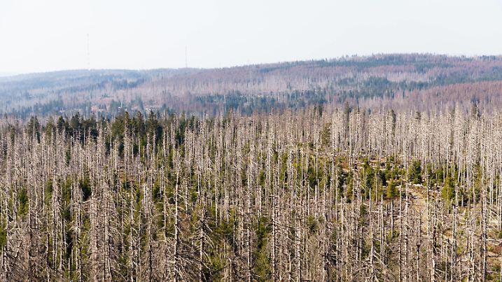 Waldsterben im Harz 24.04.2020, Torfhaus Hessen: Abgestorbene Fichten im Harz in der Nähe der Achtermannshöhe., Torfhaus Deutschland *** Waldsterben im Harz 24 04 2020, peat house Hessen Dead spruces in the Harz near the Achtermannshöhe, peat house Germany