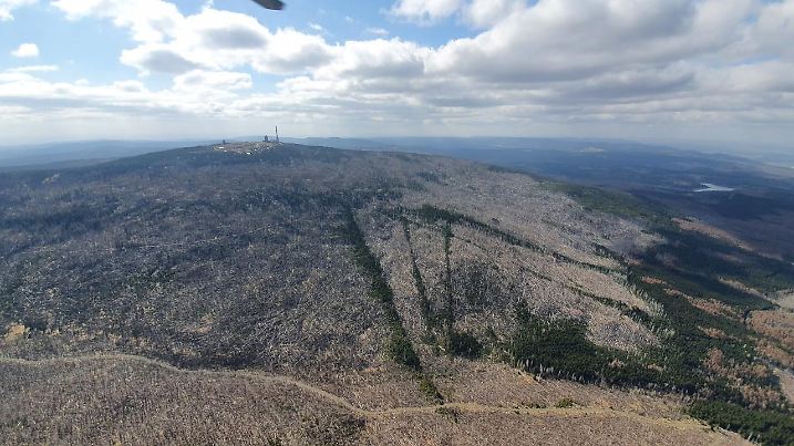 Der Wald rund um den Brocken sieht schon sehr ausgetrocknet aus.