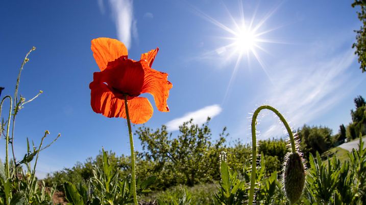 Sommerliches Wetter 19.05.2020, Bad Homburg Hessen: Blühender Klatschmohn bei Sonnenschein auf einem Feld. Für die nächsten Tage ist warmes und sonniges Wetter vorhergesagt., Bad Homburg Deutschland *** Summer weather 19 05 2020, Bad Homburg Hessen Blooming corn poppy in the sunshine on a field Warm and sunny weather is forecast for the next days, Bad Homburg Germany