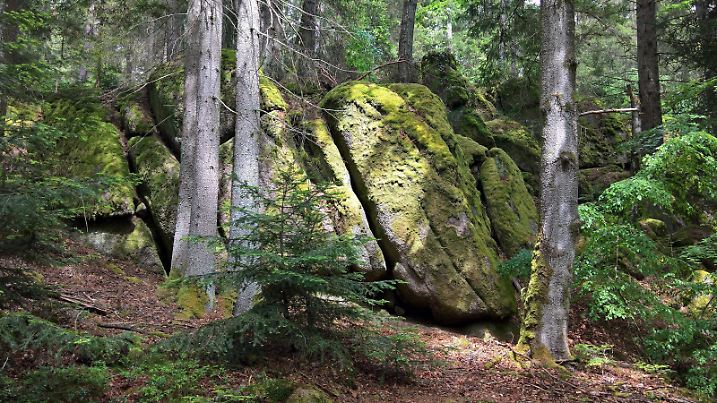 Creative Highlights World Das Otterbachtal gehoert zu Altenthann, einer Gemeinde im Oberpfaelzer Landkreis Regensburg, im Falkensteiner Vorwald bzw vorderer Bayerischer Wald, in der Naehe von Donaustauf und Sulzbach Landkreis Regensburg an der Donau. Foto: Bayerische Natur- und Urlaubsregion im Otterbachtal *** The Otterbachtal belongs to Altenthann, a municipality in the Oberpfaelzer district Regensburg, in the Falkensteiner Vorwald and/or front Bavarian forest, in the proximity of Donaustauf and Sulzbach district Regensburg at the Danube Photo Bavarian nature and vacation region in the Otterbachtal