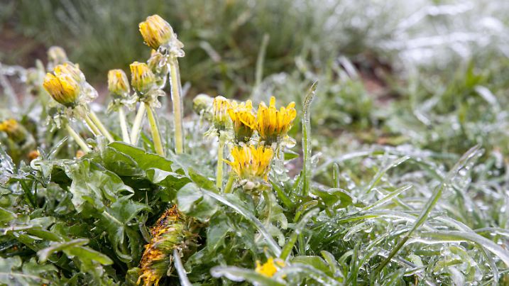  Eisregen im Taunus 11.05.2020, Schmitten Hessen: Pünktlich zu den Eisheiligen zeigt sich der Gipfel des Großen Feldbergs im Taunus wieder winterlich. Bei Eisregen seit den Morgenstunden und Frost sind alle Pflanzen und Oberflächen mit einer dicken Eisschicht überzogen., Schmitten Deutschland *** Ice Rain in the Taunus 11 05 2020, Schmitten Hessen Just in time for the Ice Saints, the summit of the Großer Feldberg in the Taunus is showing its wintery face again Ice rain since the morning hours and frost have covered all plants and surfaces with a thick layer of ice, Schmitten Germany