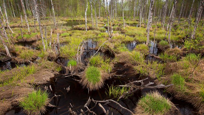Creative Highlights World Moor in Finnland, Finnland, Kuusamo bog in Finland, Finland, Kuusamo BLWS616509 *** Bog in Finland, Finland, Kuusamo Bog in Finland, Finland, Kuusamo BLWS616509 Copyright: xblickwinkel/W.xPattynx