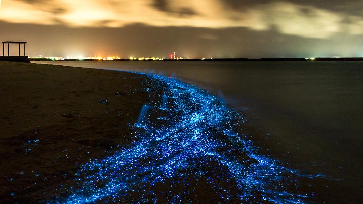 Forscher sind dem mysteriösen Meeresleuchten auf den Grund gegangen.