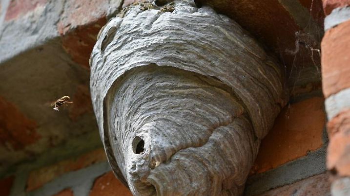 Ein Wespennest hängt an einem Mauervorsprung an einer alten Scheune.