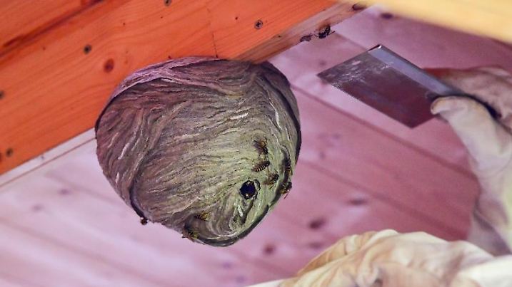 Das Wespennest wird zur Umsiedlung abgetrennt und in einem Plastikeimer aufgefangen.