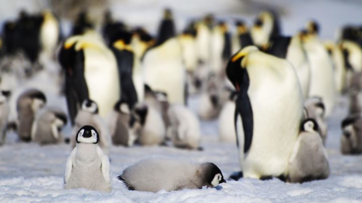 HANDOUT - 05.08.2020, Antarktis, ---: Dieses undatierte Foto zeigt junge und ausgewachsene Kaiserpinguine einer Kolonie die sich sonnen und im Schnee liegen. Mittels eines satellitengestützten Kartierungssystems wurden im Rahmen der Studie British Antarctic Survey (BAS) in der Antarktis elf neue Kolonien von Kaiserpinguinen entdeckt. Foto: Bas/PA Media/dpa - ACHTUNG: Nur zur redaktionellen Verwendung und nur mit vollständiger Nennung des vorstehenden Credits +++ dpa-Bildfunk +++