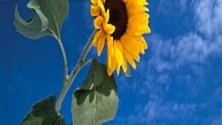 Sonnenblume vor blauem Himmel.