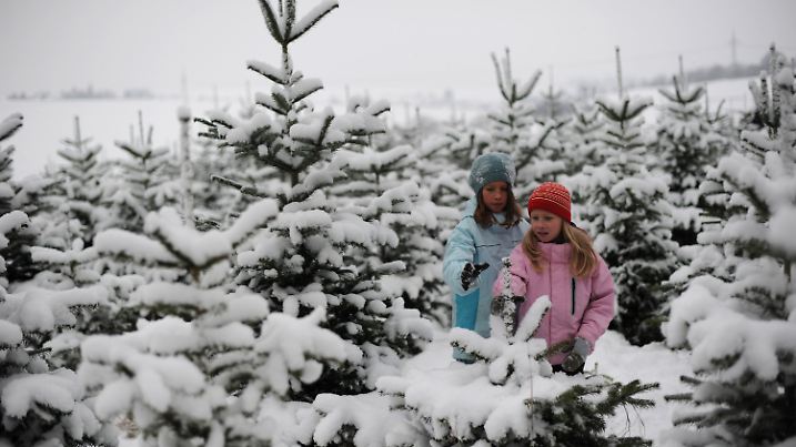 ARCHIV - Die Geschwister Emma (l) und Rosa scheinen am 18.12.2010 im nordhessischen Albshausen (Schwalm-Eder-Kreis) ihren Weihnachtsbaum schon ausgesucht zu haben. Foto: Uwe Zucchi/dpa (zu lhe "Weiße Weihnacht in Hessen eher unwahrscheinlich" vom 29.11.2015) +++(c) dpa - Bildfunk+++