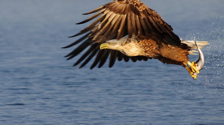 Der warme Golfstrom hält Norwegens Fjorde eisfrei - ein perfektes Jagdrevier für Seeadler.