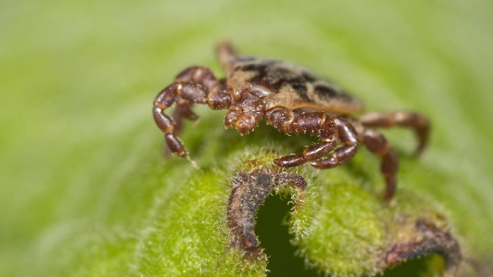 Marschzecke, Marsch-Zecke, Auwaldzecke, Auwald-Zecke (Dermacentor reticulatus), Maennchen sitzt auf einem Blatt, Deutschland | marsh tick (Dermacentor reticulatus), male sitting on a leaf, Germany | Verwendung weltweit