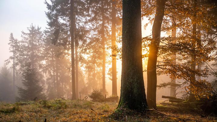  Sonnenaufgang im Nebel 25.10.2020, Schmitten Hessen: Die aufgehende Sonne scheint durch Nebelschwaden im herbstlichen Wald am Großen Feldberg im Taunus., Schmitten Deutschland *** Sunrise in the fog 25 10 2020, Schmitten Hessen The rising sun shines through wafts of mist in the autumnal forest at the Großer Feldberg im Taunus , Schmitten Germany
