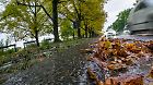 Regennasses Laub liegt am 02.10.2017 an einem Straßenrand in Hannover (Niedersachsen). Foto: Peter Steffen/dpa +++(c) dpa - Bildfunk+++