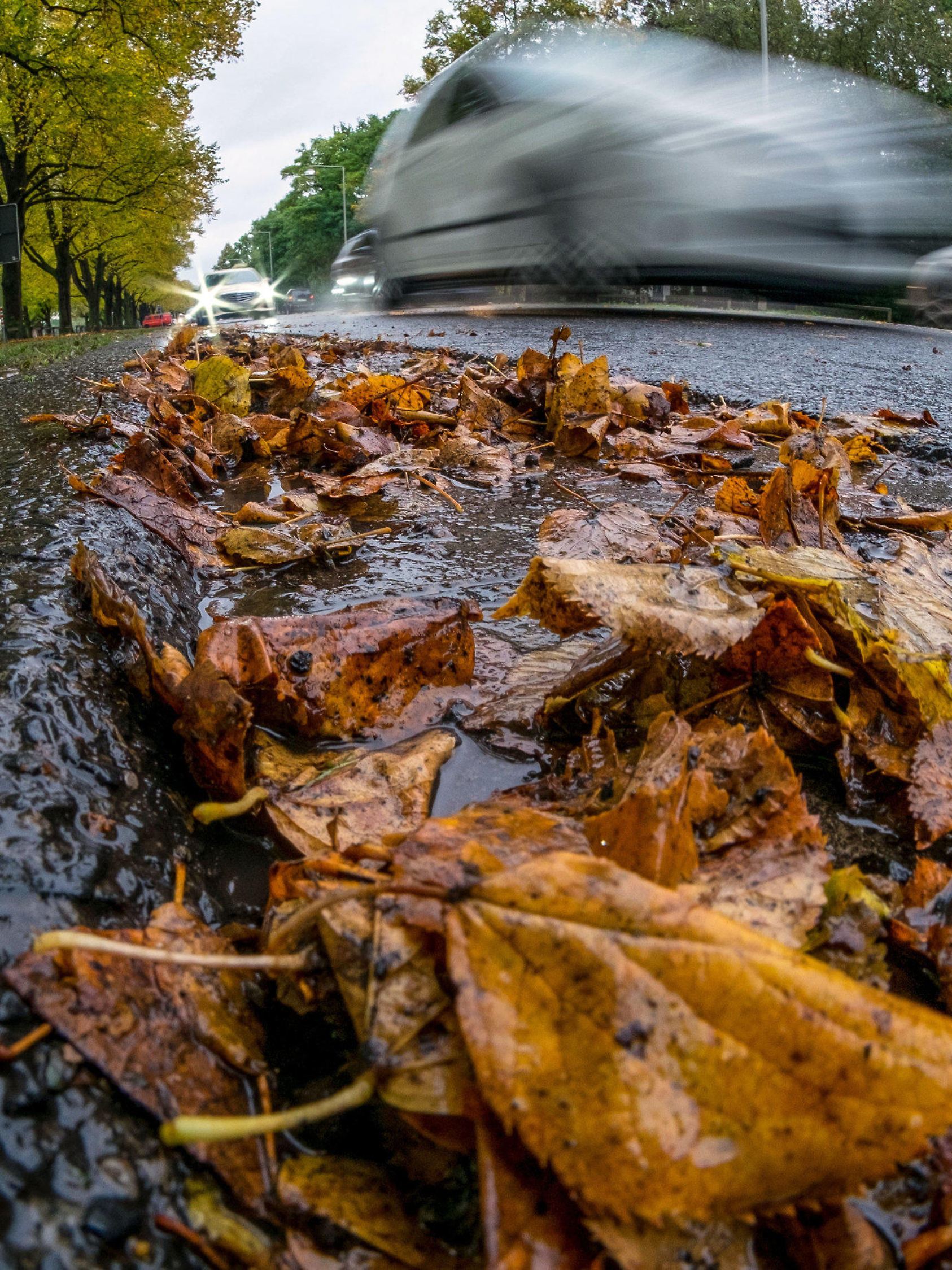 Regennasses Laub liegt am 02.10.2017 an einem Straßenrand in Hannover (Niedersachsen). Foto: Peter Steffen/dpa +++(c) dpa - Bildfunk+++