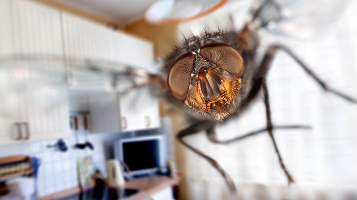 Housefly close-up. Flying in kitchen.