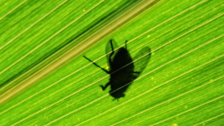 Eine Fliege sitzt am Sonntag (25.07.2010) in der Sonne auf einem Maisblatt in einem Feld bei Hameln. Auch in den kommen den Tagen sagen die Meteorologen sonniges Wetter vorraus. Foto: Peter Steffen dpa/lni  +++(c) dpa - Bildfunk+++